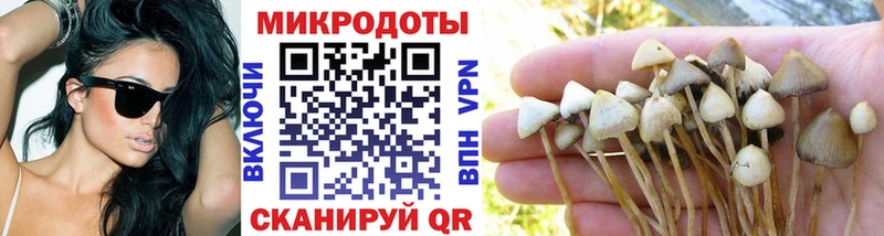 Купить Малгобек Псилоцибиновые грибы Cubensis